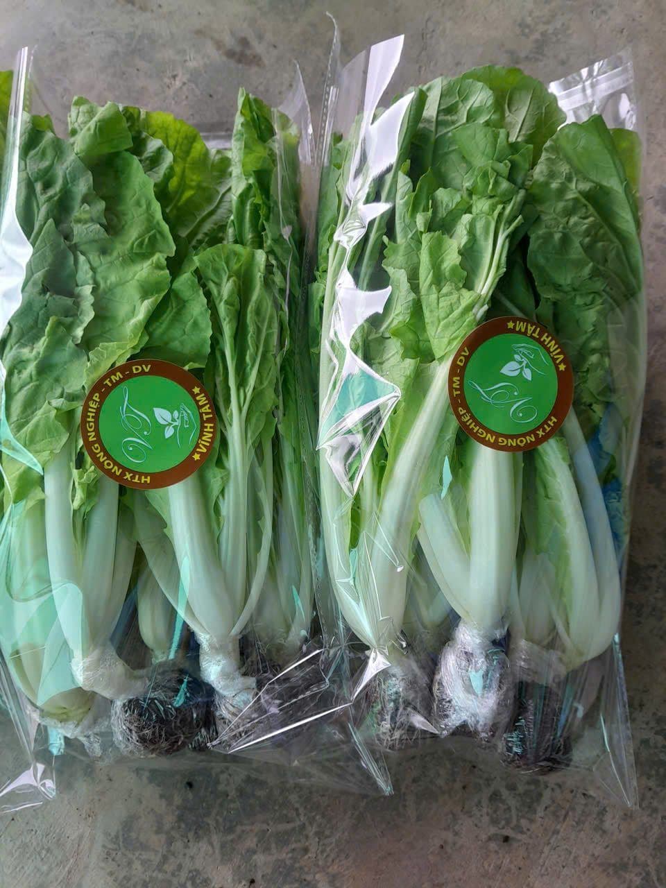 Xà lách thủy canh